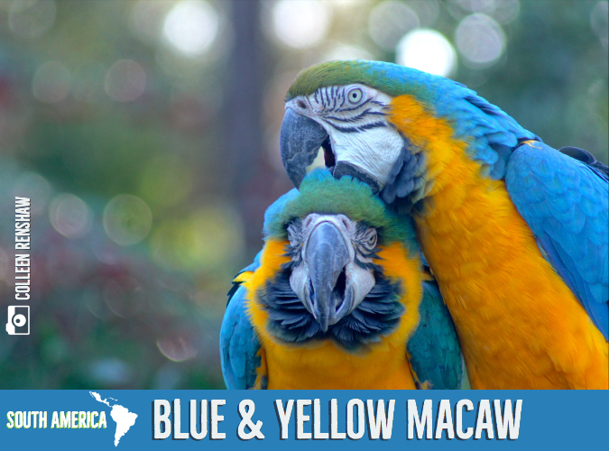 10 Fun Animal Facts for Latin Heritage Month